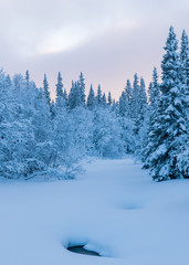winter landscape with trees and snow