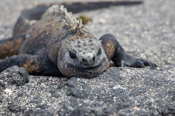 Your OK, I'm a Vegan.