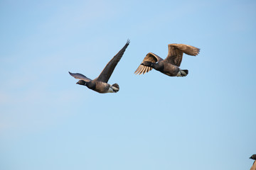 Pair Brent geese