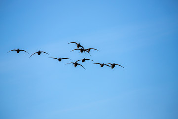 flock of birds on blue sky