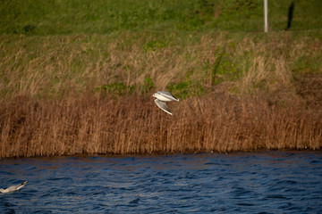 Gull flying with rushes behind