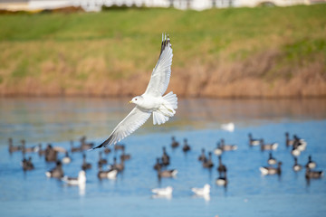 Common gull in flight