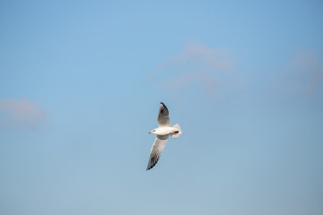 Gull from below