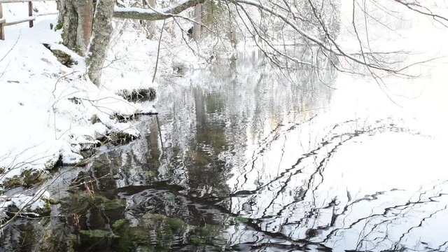 lake and forest