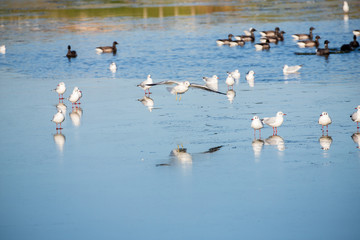 Gull landing on ice
