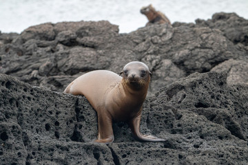 Sea Lion and Marine Iguana