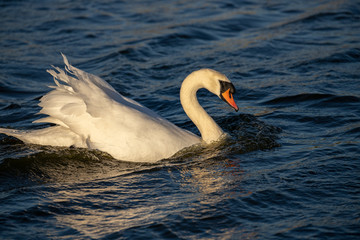 swan on lake bow wave