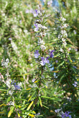 Rosemary winter flowered 