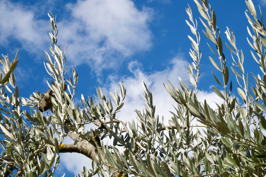 foglie e rami di ulivo con cielo azzurro