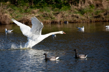 swans in flight
