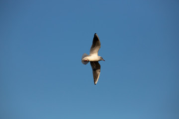 gull in flight