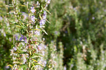 Rosemary winter flowered 