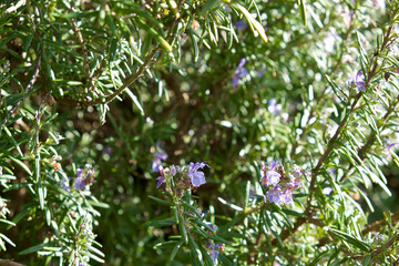 Rosemary winter flowered 