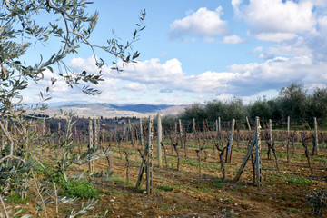 Fototapeta na wymiar Chianti landscapes whit olive trees and vineyard 