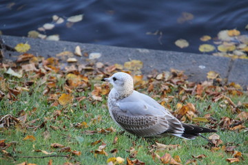 Small gray-white Seagull on the background of green grass and autumn fallen yellow leaves