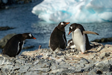 Gentoo Penguins on nests