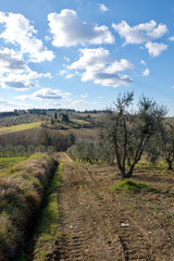Obraz premium Chianti landscape