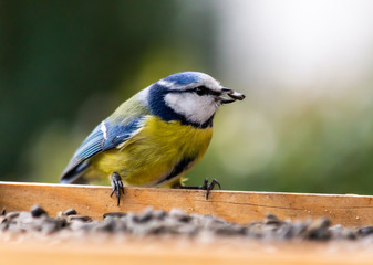 Obraz premium Sikora karmiąca prosem słonecznikowym na stojaku paszowym w zimowy dzień.