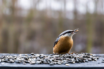 Nuthatch feeding millet sunflower on fodder rack in winter day.