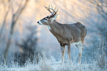 A buck whitetail deer looking in the distance.