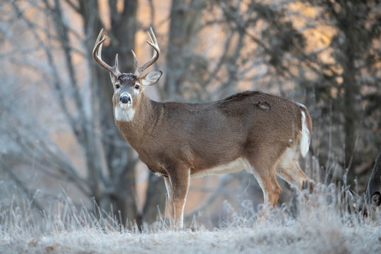 A large buck whitetail deer standing broadside.