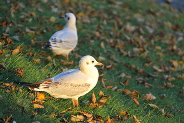 Small gray-white Seagull at sunset on the background of green grass and autumn fallen yellow leaves