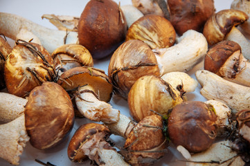 boletus mushrooms found in the forest on a background