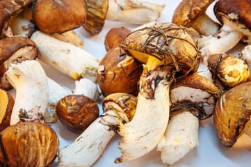 boletus mushrooms found in the forest on a background
