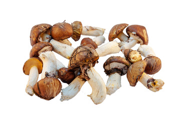 boletus mushrooms found in the forest on a background