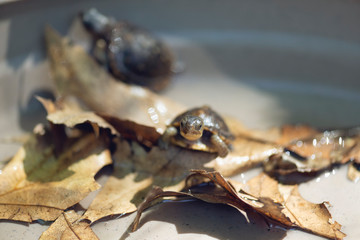 baby three toad box turtles