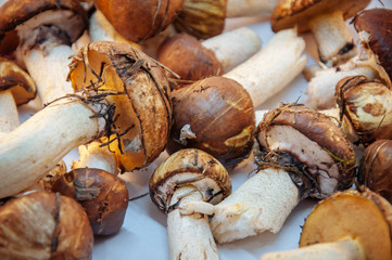 boletus mushrooms found in the forest on a background