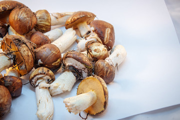 boletus mushrooms found in the forest on a background