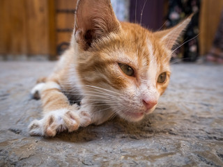 Stray cat spending time at the streets of Fez, Morocco