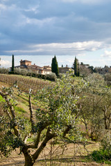 Paesaggio del Chianti in toscana con ulivi vigna e borgo antico sullo sfondo