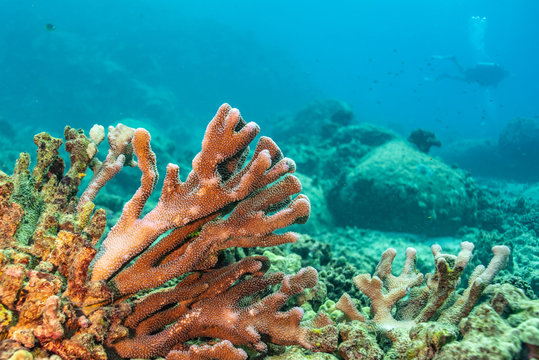 Staghorn coral in reef