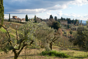 Fototapeta na wymiar Paesaggio del Chianti in toscana con ulivi vigna e borgo antico sullo sfondo