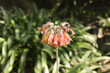 Flor muerta