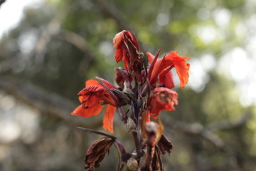 Flor roja