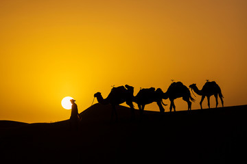 Silhouette of a camel caravan at sunrise in desert Sahara, Morocco