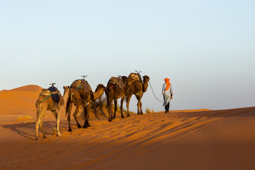 Camels caravan in the dessert of Sahara with beautiful dunes in background. Morocco