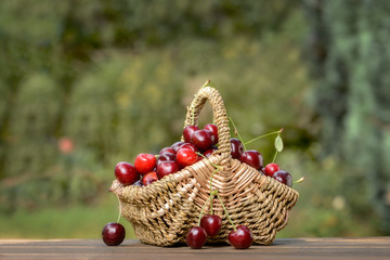 Fototapeta na wymiar Cherry basket with ripe sweet cherries