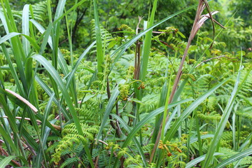 green grass in the garden