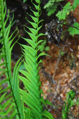 caterpillar on a leaf