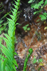 plants in the garden
