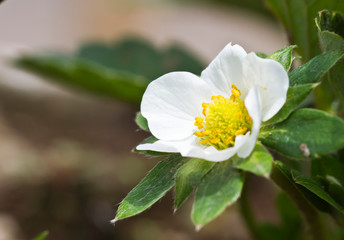 Fototapeta premium Strawberry flower