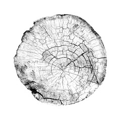 Black and white wood texture of growth ring pattern from a slice of tree. Cut monotone wooden stump isolated on white.