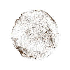 Wood texture of cracks and age from a slice of tree. Cut monotone wooden stump isolated on white.