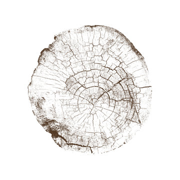 Wood texture of cracks and age from a slice of tree. Cut monotone wooden stump isolated on white.