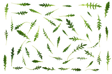 Pattern with  arugula  leaves. Rucola isolated on the white background.