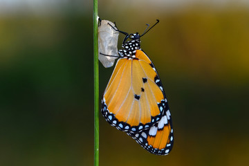 Amazing moment ,Monarch Butterfly , caterpillar, pupa and emerging with clipping path